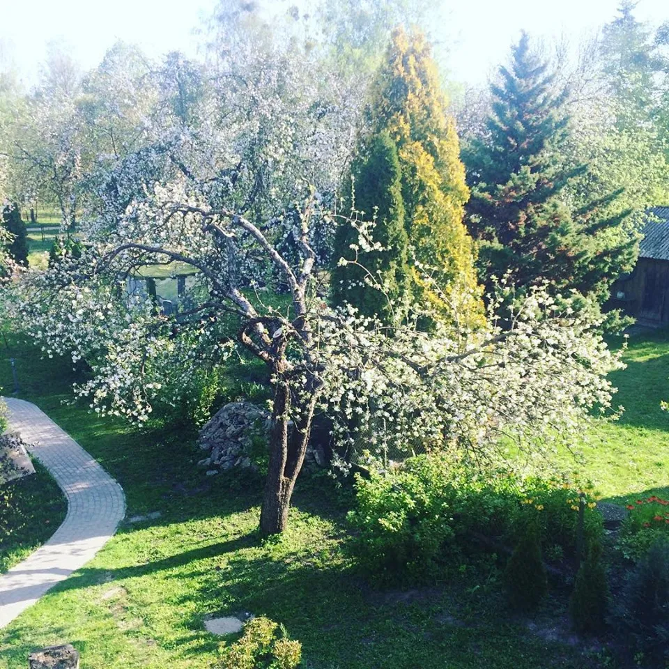 The garden with apple trees and a barbecue area
